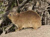 Rock dassie