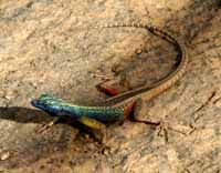 Rainbow lizard