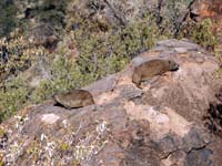 Rock dassies