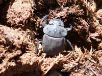 Dung beetle