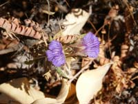 Waterberg wild flower