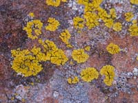 Lichen